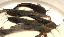 catfish_intro