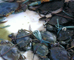 Mudcrab