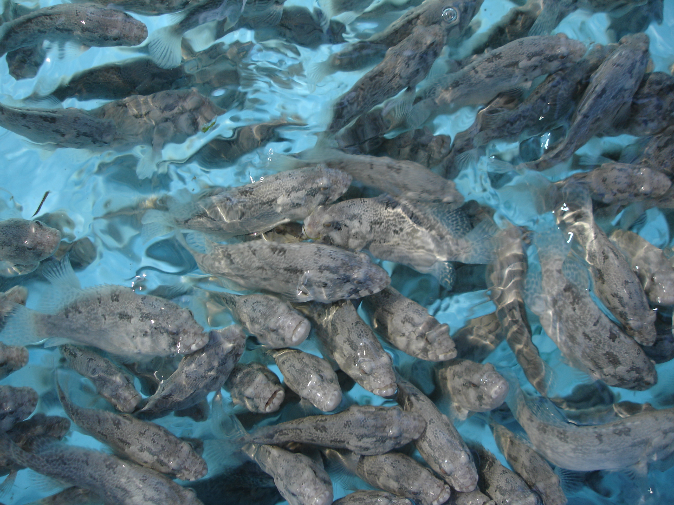 Small Scale Hatcheries Seafdec Aqd