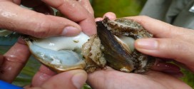 Abalone