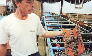Feeding in the grow-out cages