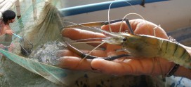 freshwater-prawn-training