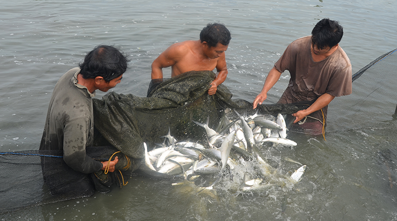Harvesting milkfish @ low tide - SEAFDEC/AQD