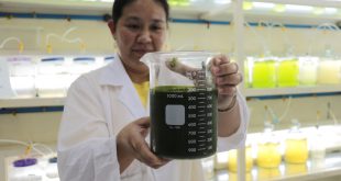 Algae paste at the SEAFDE/AQD Phycology Laboratory