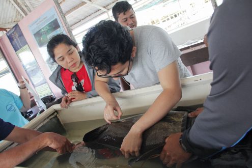 Biopsy cannulation of giant grouper