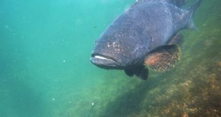 Giant grouper