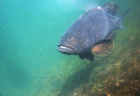 Giant grouper