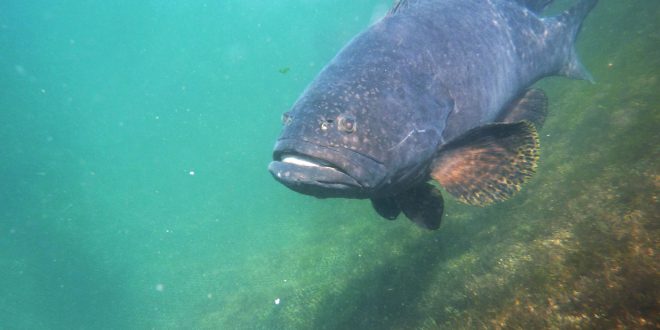 Giant grouper