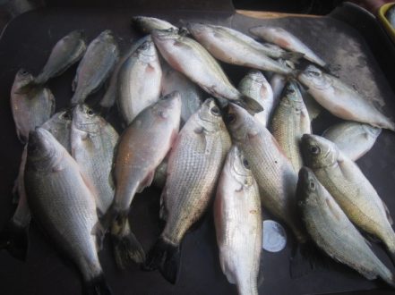 Wild silver therapon (ayungin) caught in Laguna de Bay