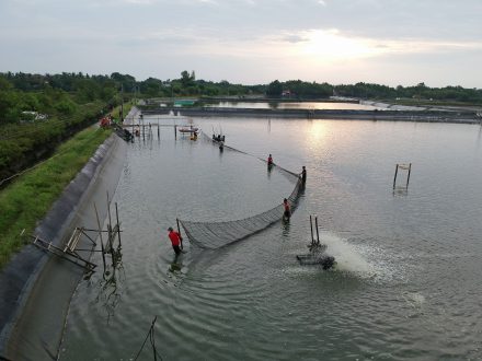Tiger shrimp harvest at the Dumangas Brackishwater Station of the Southeast Asian Fisheries Development Center .