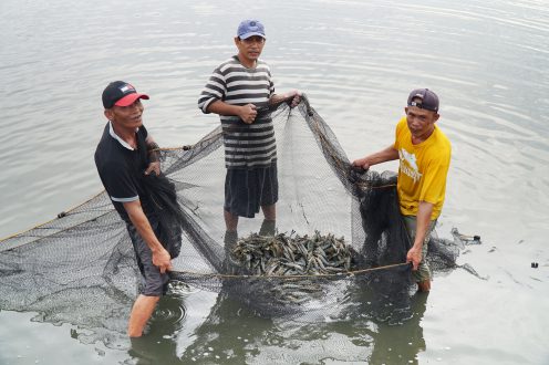 Tiger shrimp harvest at the Dumangas Brackishwater Station of the Southeast Asian Fisheries Development Center last Nov. 13, 2019.