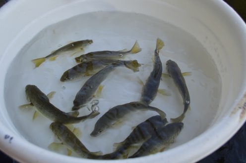 Hatchery-bred and reared silver therapon (ayungin) broodfish
