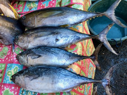 Tuna being sold in a market