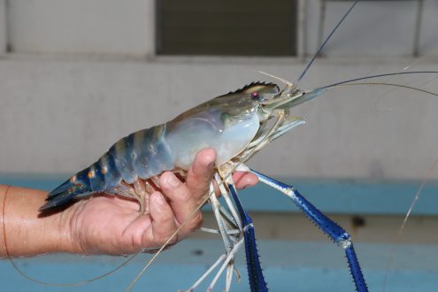 male giant freshwater prawn breeder