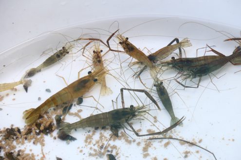 giant freshwater prawn