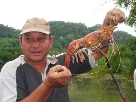 cooked giant freshwater prawn