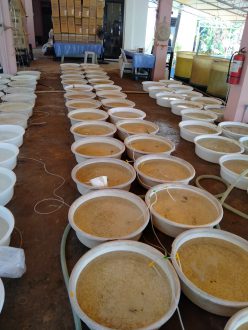 Milkfish fry in tubs
