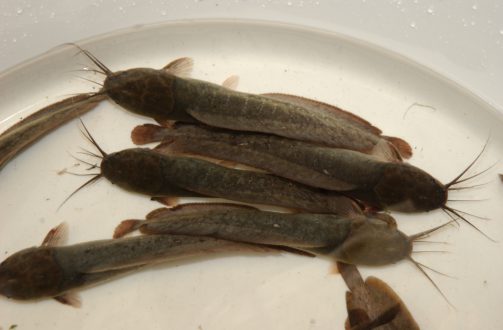 Clarias macrocephalus