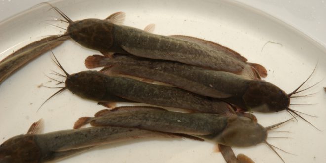 Clarias macrocephalus