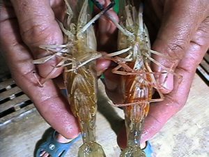 Grow-out Culture of Giant Freshwater Prawn 1