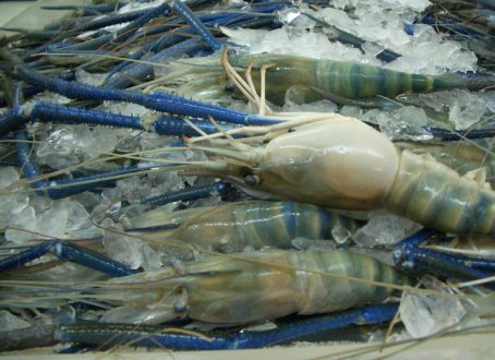 Grow-out Culture of Giant Freshwater Prawn 5 ulang hatchery grow out flyer for mass printing 16