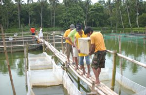 On-Site Training on Tilapia Culture 3