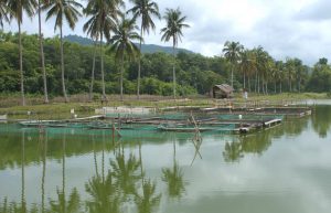 On-Site Training on Tilapia Culture 2