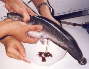 Grow-out Production of Asian Catfish 2