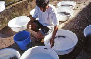 Grow-out Production of Asian Catfish 5