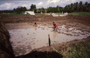 Grow-out Production of Asian Catfish 4