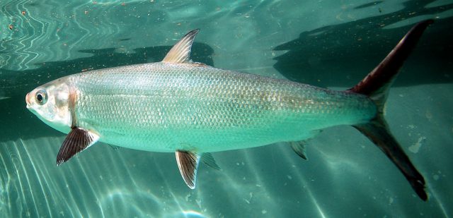 Farming Milkfish - SEAFDEC/AQD