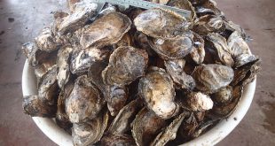 A basin full of oysters