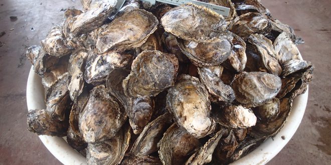 A basin full of oysters