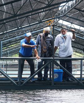 Visitors to milkfish broodstock tanks