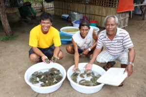 abalone collection