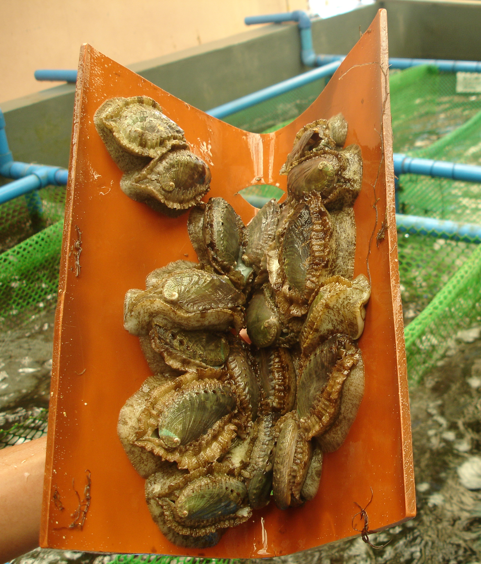 Abalone broodstock