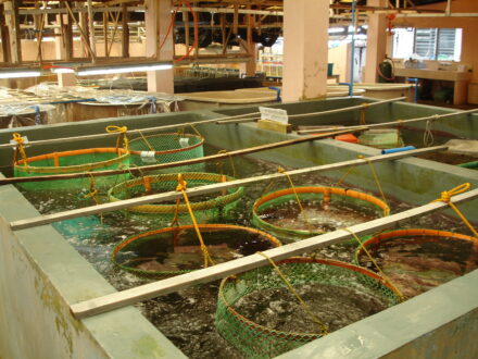 abalone grow-out cages