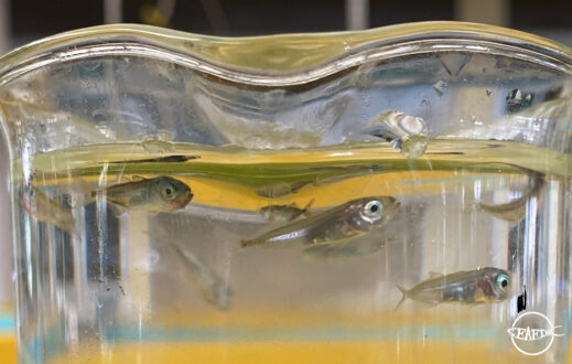 round scad fry