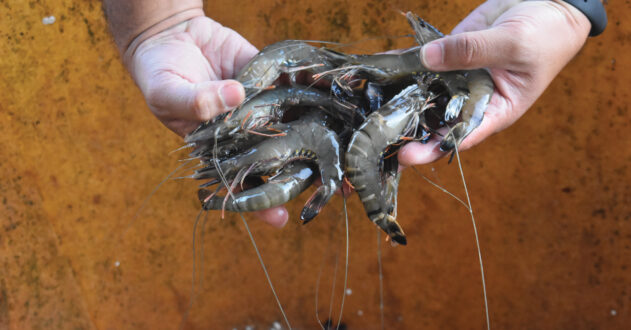 tiger shrimp