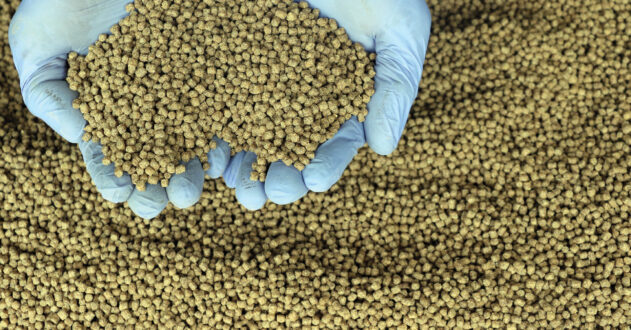 soybean as alternative protein source