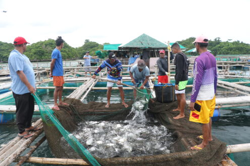 Renewing the push for pompano farming - SEAFDEC/AQD