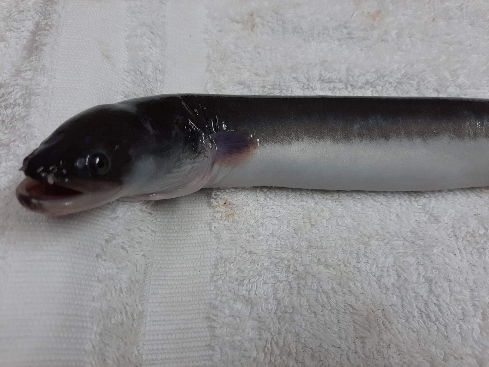 Promoting tropical eel culture in the Philippines - SEAFDEC/AQD