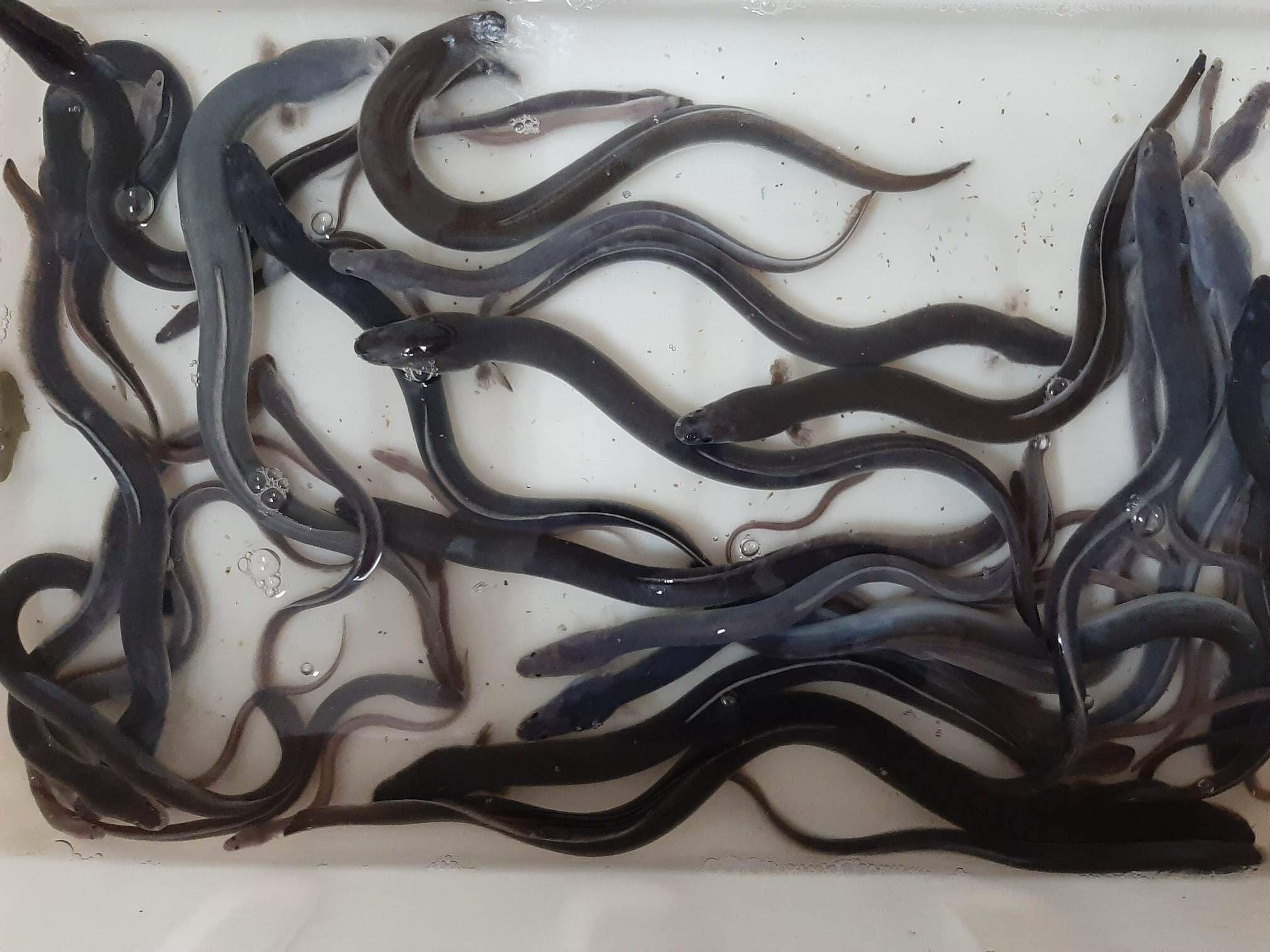 Promoting tropical eel culture in the Philippines - SEAFDEC/AQD