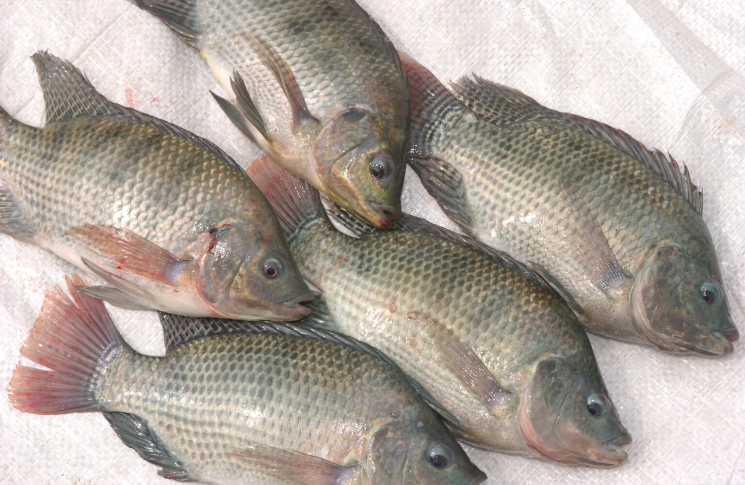 New paper reviews how tilapia farming can spread diseases and