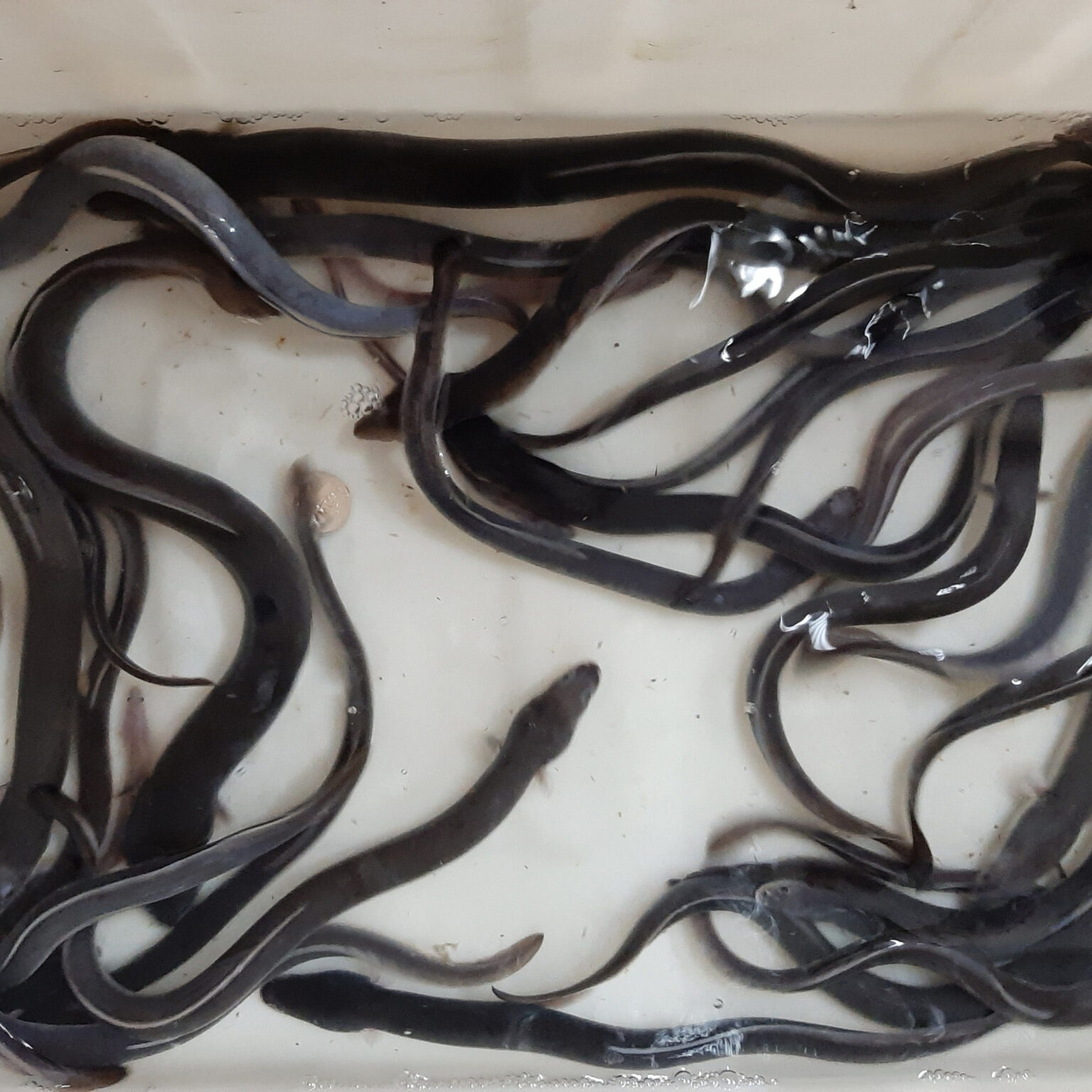 The benefit of intermittent fasting – for eels - SEAFDEC/AQD