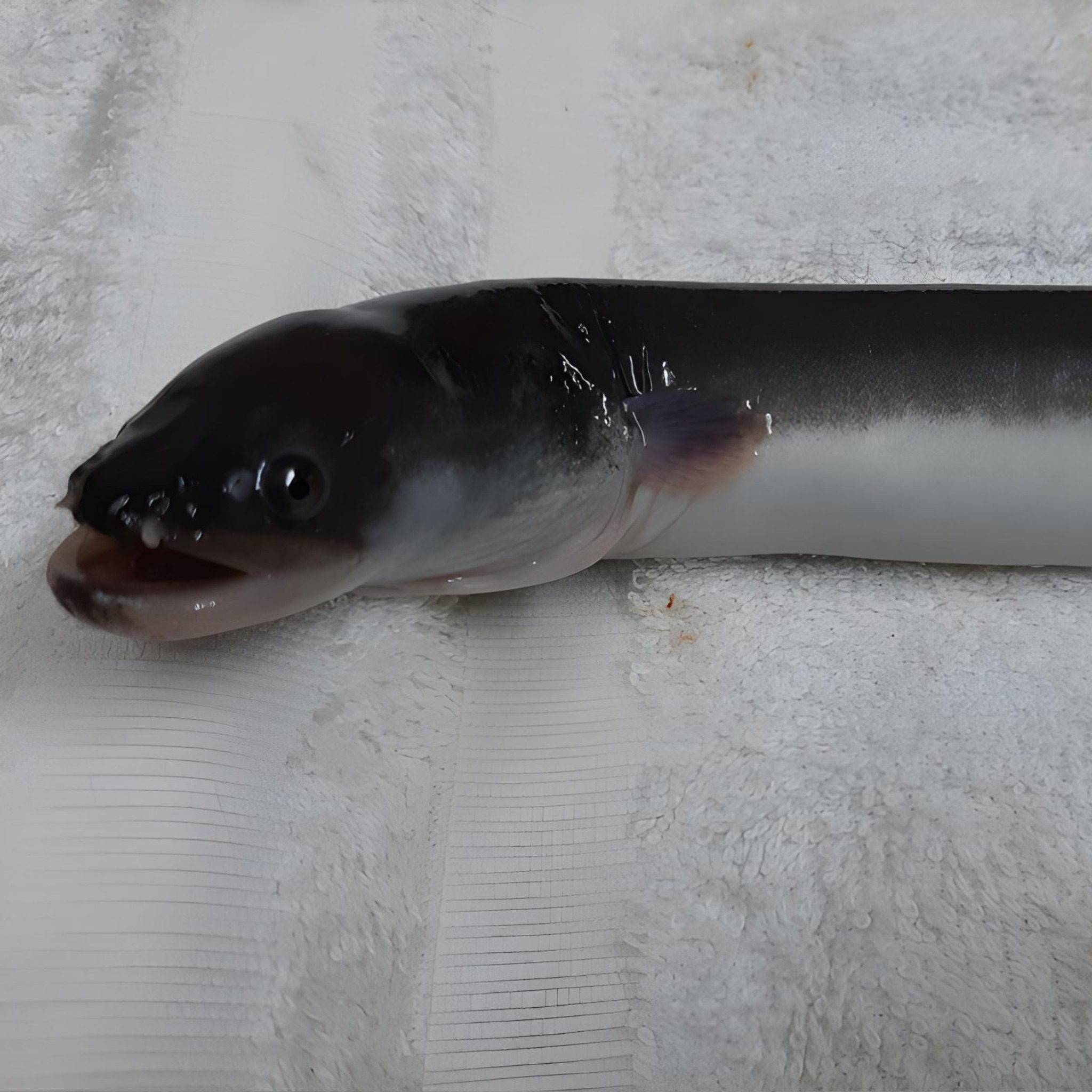 The benefit of intermittent fasting – for eels - SEAFDEC/AQD